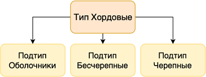 Доклад на тему тип хордовые