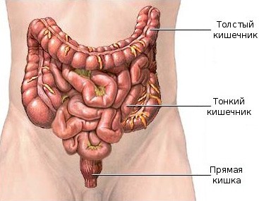 Картинки по запросу кишечник