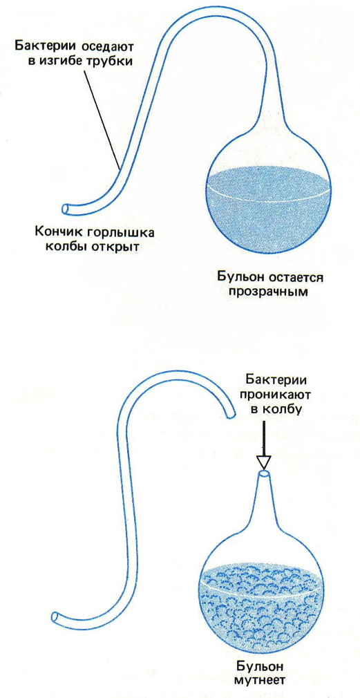 Возникновение жизни. «Первичный бульон» или «первичная пицца»?