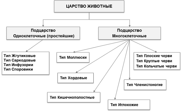 Общая характеристика животных — что это, определение и ответ