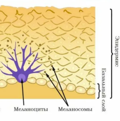 Пигмент меланин в каком слое. Процесс образования пигмента в коже. 13. Органы или ткани, содержащие пигмент меланин. Какая часть кожи вырабатывает меланин.