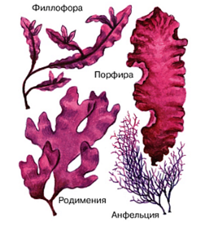 Рассмотрите схему отражающую развитие растительного мира зеленые водоросли красные водоросли бурые