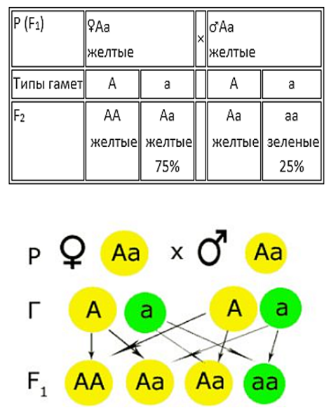 Моногибридное скрещивание первый закон менделя. Генотип дигетерозиготы. Закон чистоты гамет Менделя. Дигетерозиготы схема скрещивания двух. Как писать схемы скрещивания гамет.