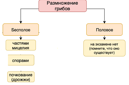 Характеристика грибов — что это, определение и ответ