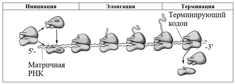 На рисунке изображена схема процесса происходящего на ирнк