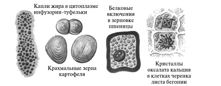 Какой цифрой на рисунке показан органоид содержащий крупные крахмальные зерна