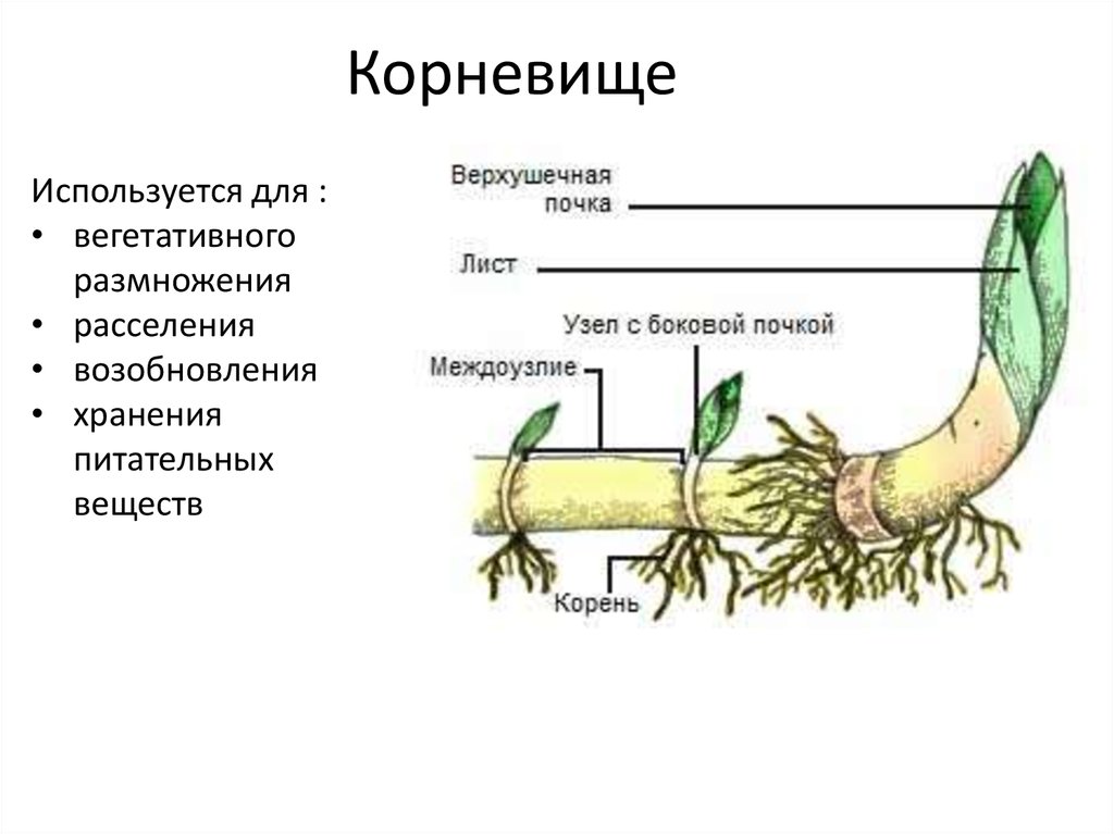 Видоизменения органов растений