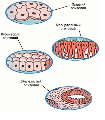 Рисунок покровный эпителий