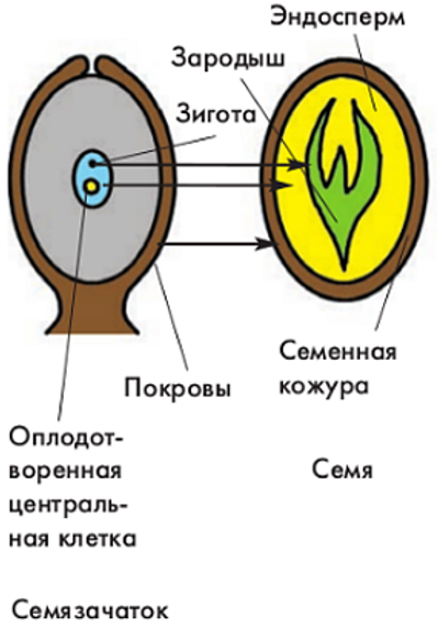 Половое размножение покрытосеменных растений