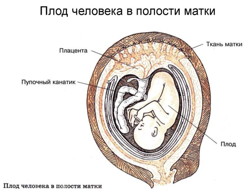 Оплодотворение яйцеклетки — что это, как происходит, через сколько наступает беременность