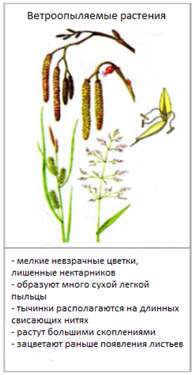 Семейства Покрытосеменных и их характеристики