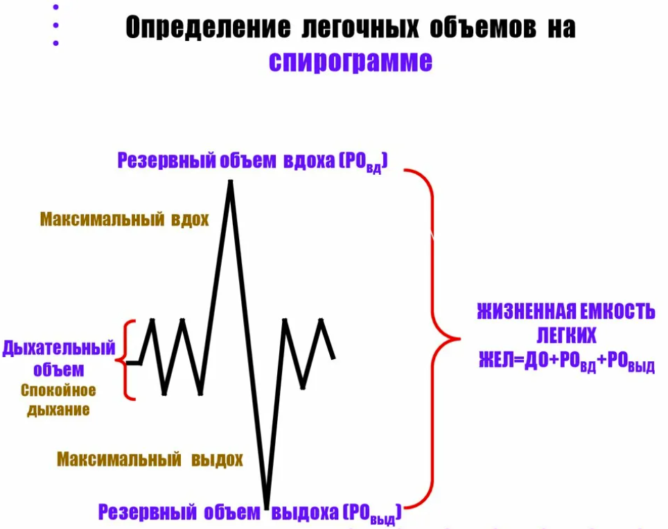 Жизненная емкость определение. Показатели спирограммы физиология. Спирограмма лёгких физиология. Резервный объем выдоха на спирограмме. Дыхательный объем на спирограмме.