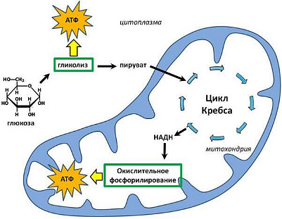 Взаимосвязь пластического и энергетического обмена