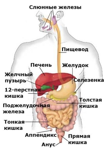 Почему болит печень, какие её функции и чем ей помочь