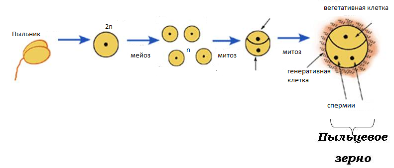 В результате какого деления образуются микроспоры. Формирование мужского гаметофита у цветковых растений. Образование спермиев у цветковых растений. Строение пыльцевого зерна покрытосеменных. Схема развития мужского гаметофита.