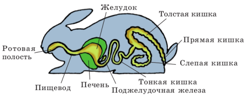 Класс млекопитающие