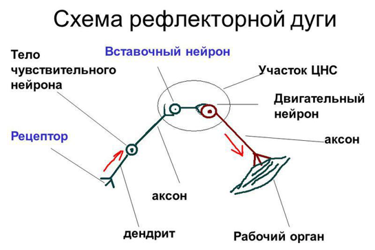 Рефлекторная Дуга. Рефлексы. Торможение — Что Это, Определение И Ответ