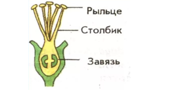 Идеи для срисовки цветка биология (90 фото)