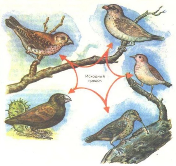Какой способ видообразования изображен на рисунке. Галапагосские вьюрки Эволюция. Галапагосские вьюрки ВИДООБРАЗОВАНИЕВИДООБРАЗОВАНИЕ. Галапагосские вьюрки видообразование. Дарвиновские вьюрки видообразование.