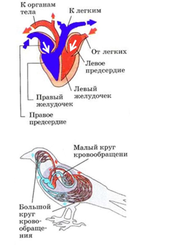 Класс Птицы: общая характеристика