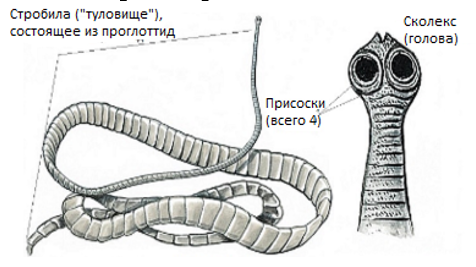 Жизненный цикл бычьего цепня рисунок с подписями