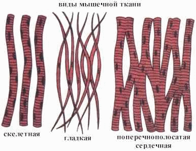 Виды тканей