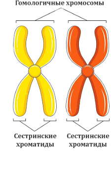 ЭВОЛЮЦИОННАЯ МОДУЛЬНОСТЬ