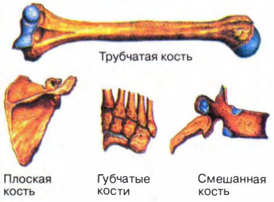 Картинки по запросу типы костей человека