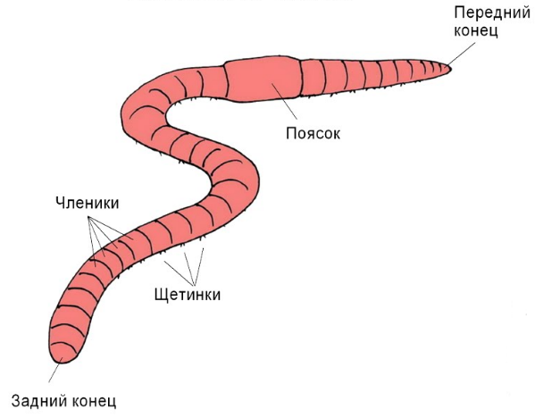 ᐈ Как избавиться от глистов? ~【Глистная инвазия】