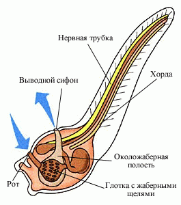 https://foxford.ru/uploads/tinymce_image/image/35717/%D0%BB%D0%B8%D1%87%D0%B8%D0%BD%D0%BA%D0%B0_%D0%B0%D1%81%D1%86%D0%B8%D0%B4%D0%B8%D0%B8.png