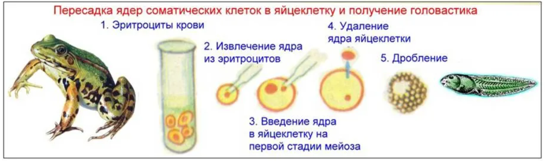 Соматическая клетка животного. Метод пересадки ядер соматических клеток в яйцеклетки. Клеточная инженерия клонирование. Пересадка ядра дифференцированной клетки в яйцеклетку. Гибридизация соматических клеток клеточная инженерия.