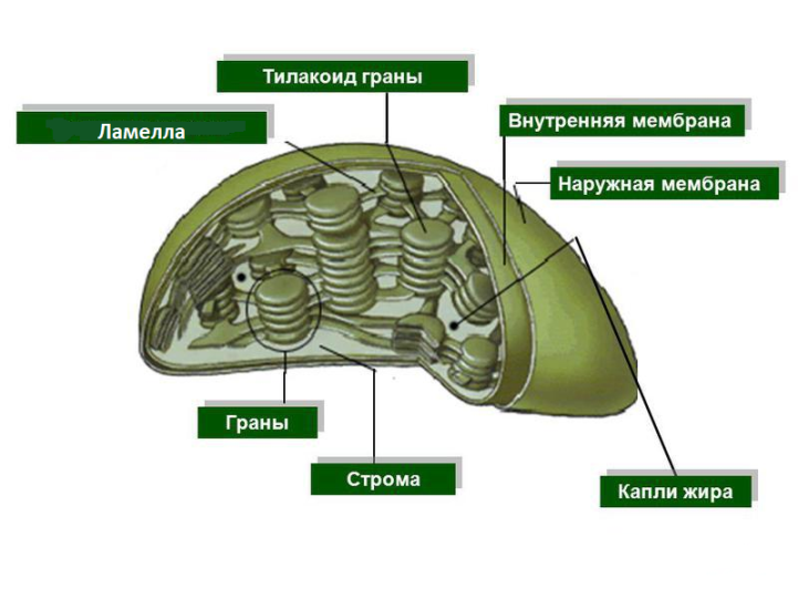 Соотнесите объекты с их обозначениями на рисунке наружная мембрана ламелла грана