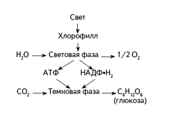 По какой схеме был осуществлен первый искусственный синтез углеводов