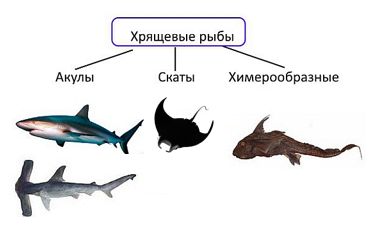 Может ли рыба утонуть?