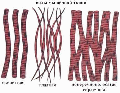 Сравнение строения тканей многоклеточных организмов (на примере: растений, грибов, животных и человека).Типы тканей и их функции