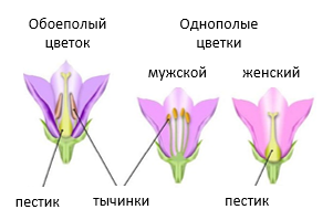 Модель объемная «Цветок капусты»