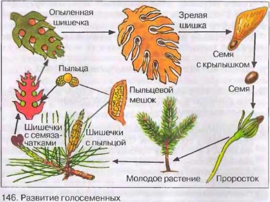 Цикл развития голосеменных схема с описанием