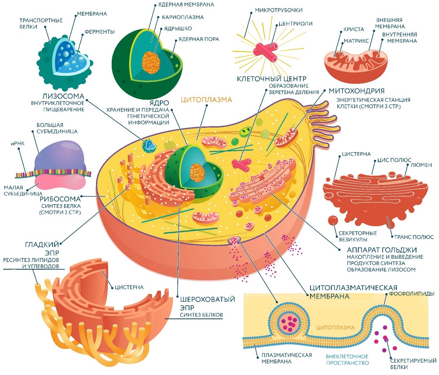 Общее строение клетки, классификация органоидов — что это, определение и  ответ