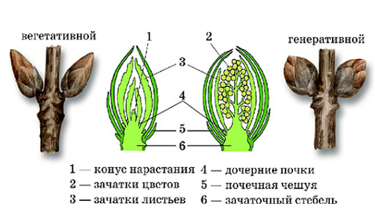 Строение почек