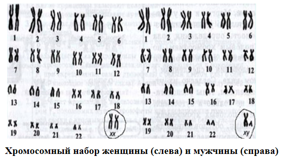 Синдром Клайнфельтера и мужское бесплодие