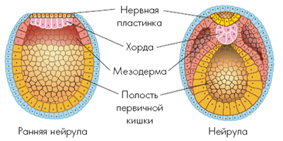 9. Зародышевые листки в эмбриогенезе позв животных, их образование и значение
