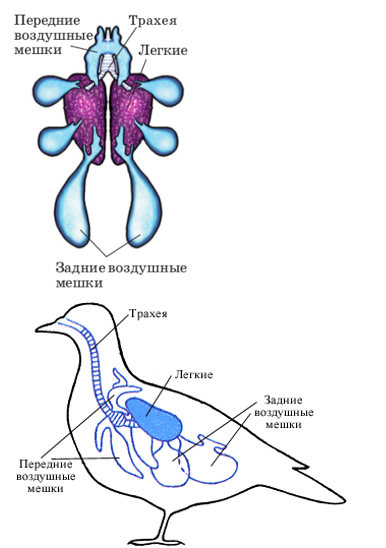 Класс Птицы: общая характеристика • Биология, Животные • Фоксфорд Учебник