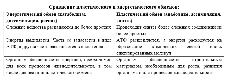 Почему обмен веществ является основой жизни: биология 6 класс