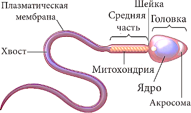 Морфология сперматозоидов и беременность