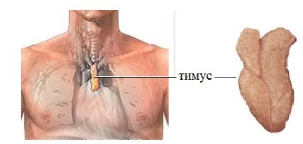 Картинки по запросу тимус
