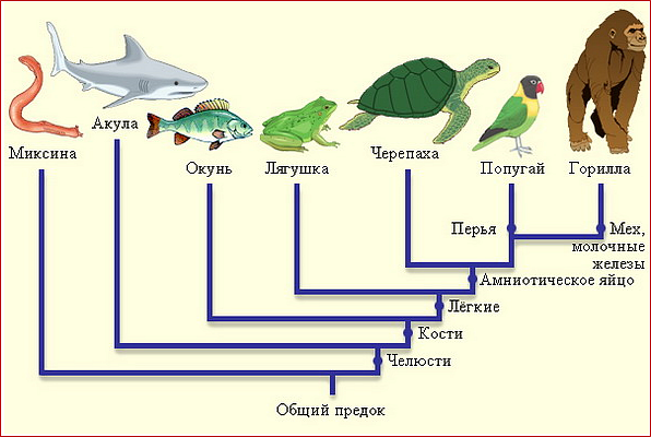 Биологический регресс — Википедия