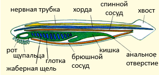 Доклад на тему тип хордовые