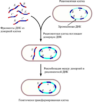 Конъюгация у бактерий схема