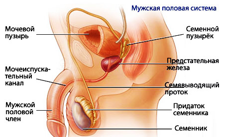 Анатомическое строение женских половых органов