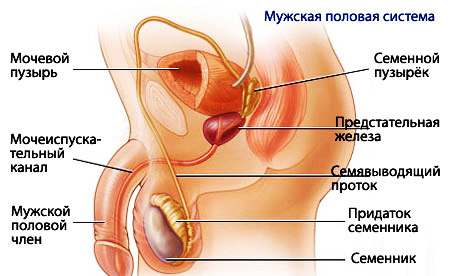 Строение мужской половой системы